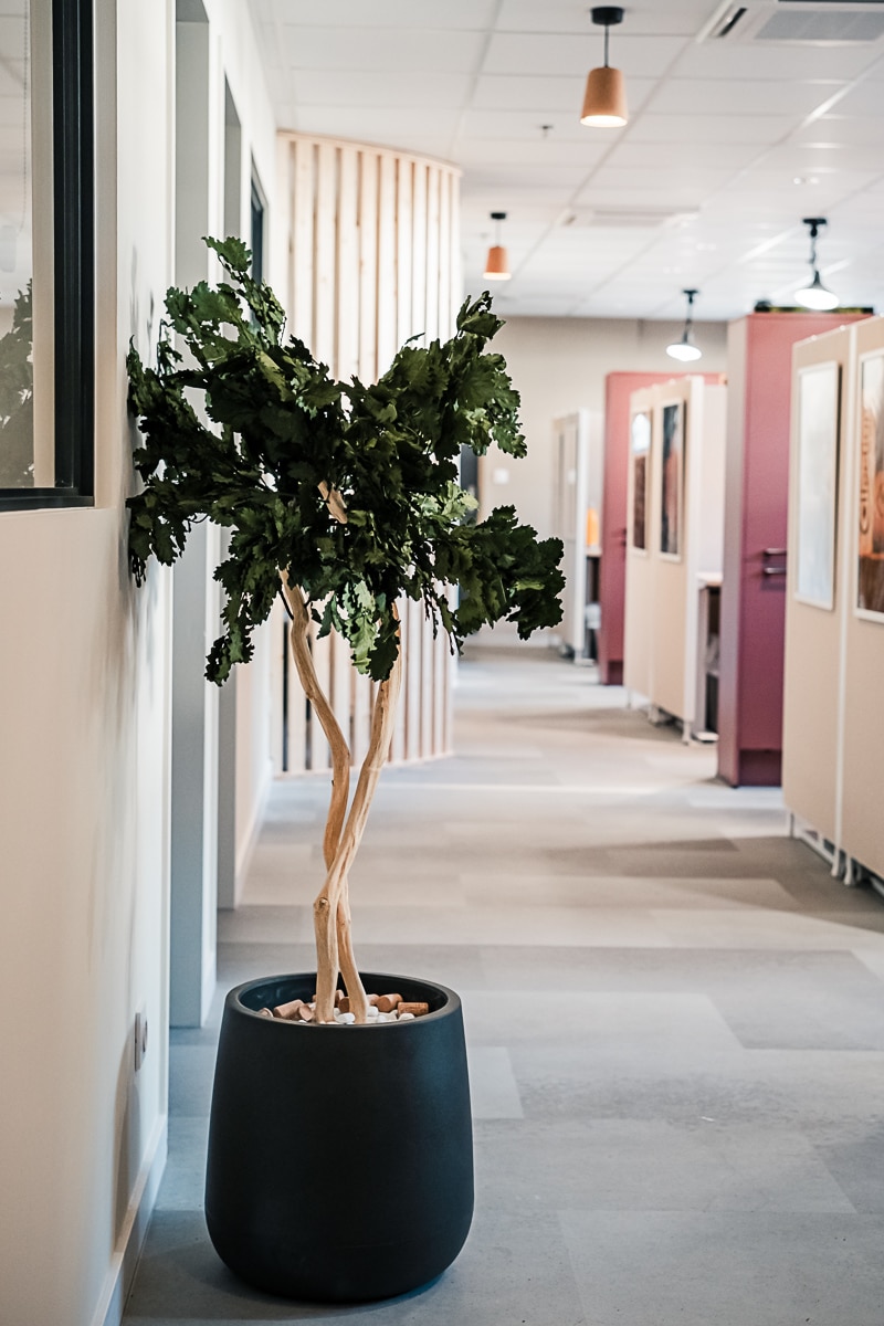 Couloir de bureau moderne avec plante en pot noir, lattes de bois clair et casiers de rangement rose foncé. Aménagement espace travail.
