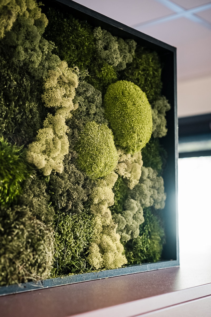 Cadre noir profond avec un mur de mousse stabilisée 3D. Variété de lichen vert et crème, dont deux grosses boules lime.